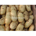 vendita calda di patate fresche tengzhou
